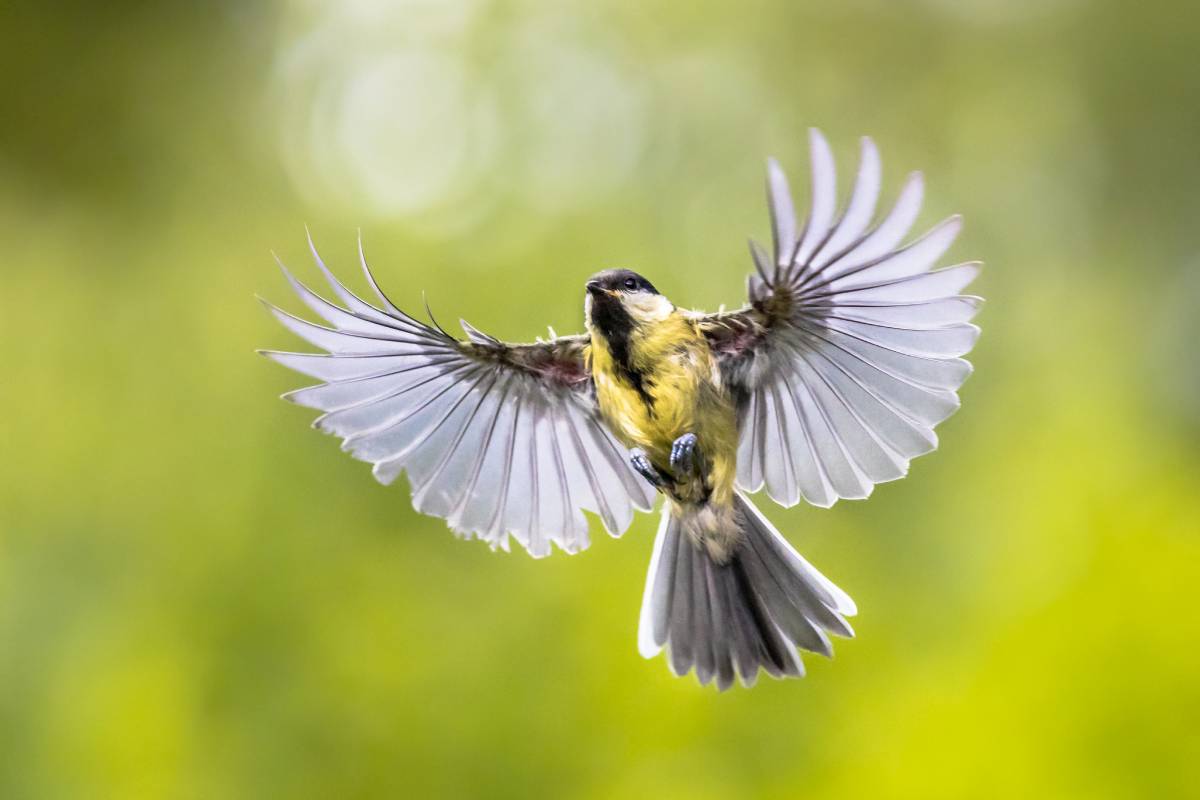 Great tit (Parus major) bird in flight just before landing with visible stretched wings and spread feathers on green background