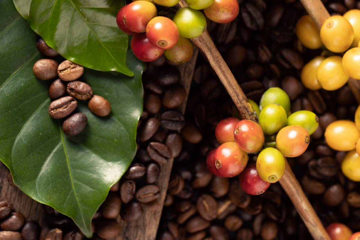 Coffee beans. On a wooden background