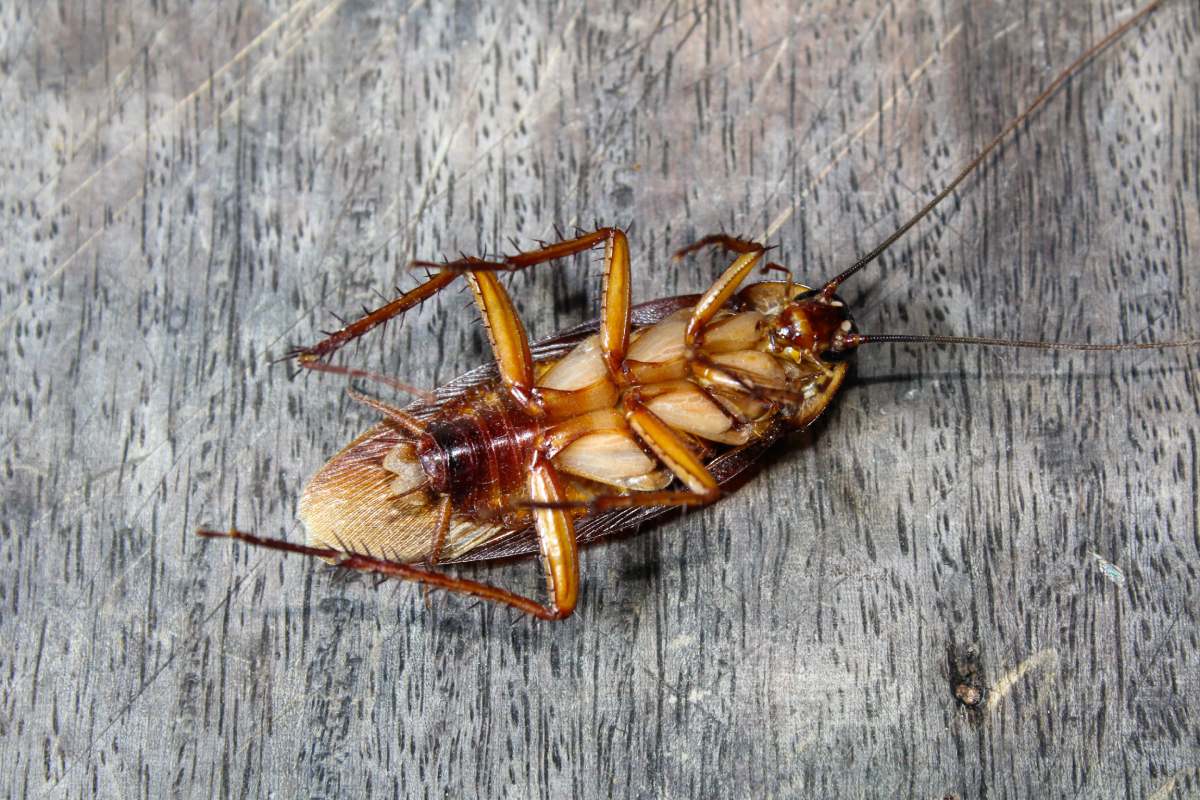 Roaches lie dead on wooden floor, Dead cockroach ,Close up face , Close up roaches