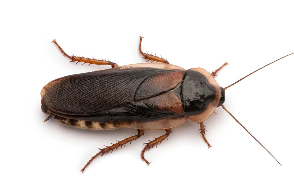 Dubia cockroach, Blaptica dubia, in front of white background