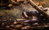 Madagascar Hissing Cockroach (Gromphadorhina portentosa)