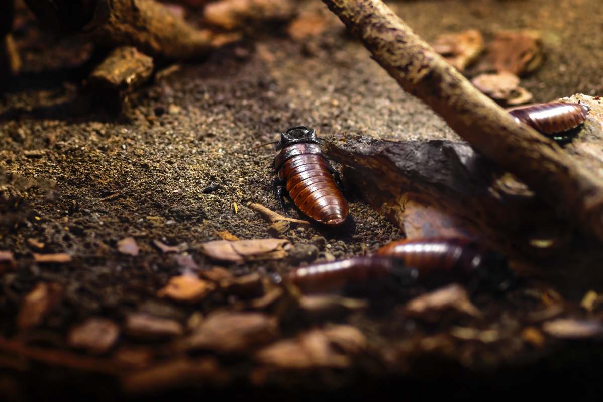 Madagascar Hissing Cockroach (Gromphadorhina portentosa)