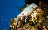 A European Crayfish (Astacus Astacus) in a lake. Underwater wildlife scene.