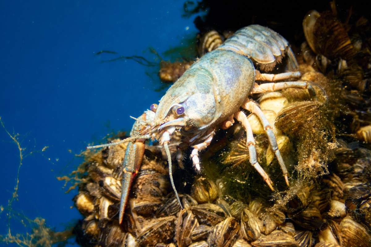 A European Crayfish (Astacus Astacus) in a lake. Underwater wildlife scene.