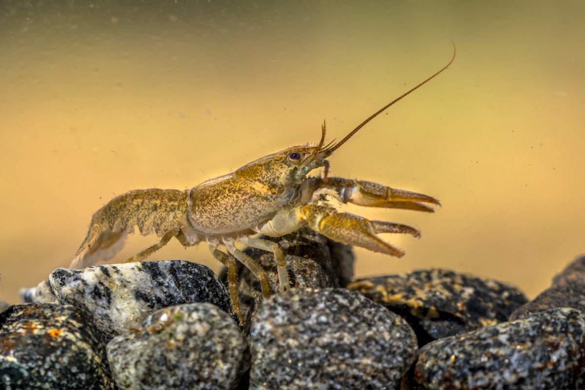 European crayfish (Astacus astacus) walking in river on rocky riverbed