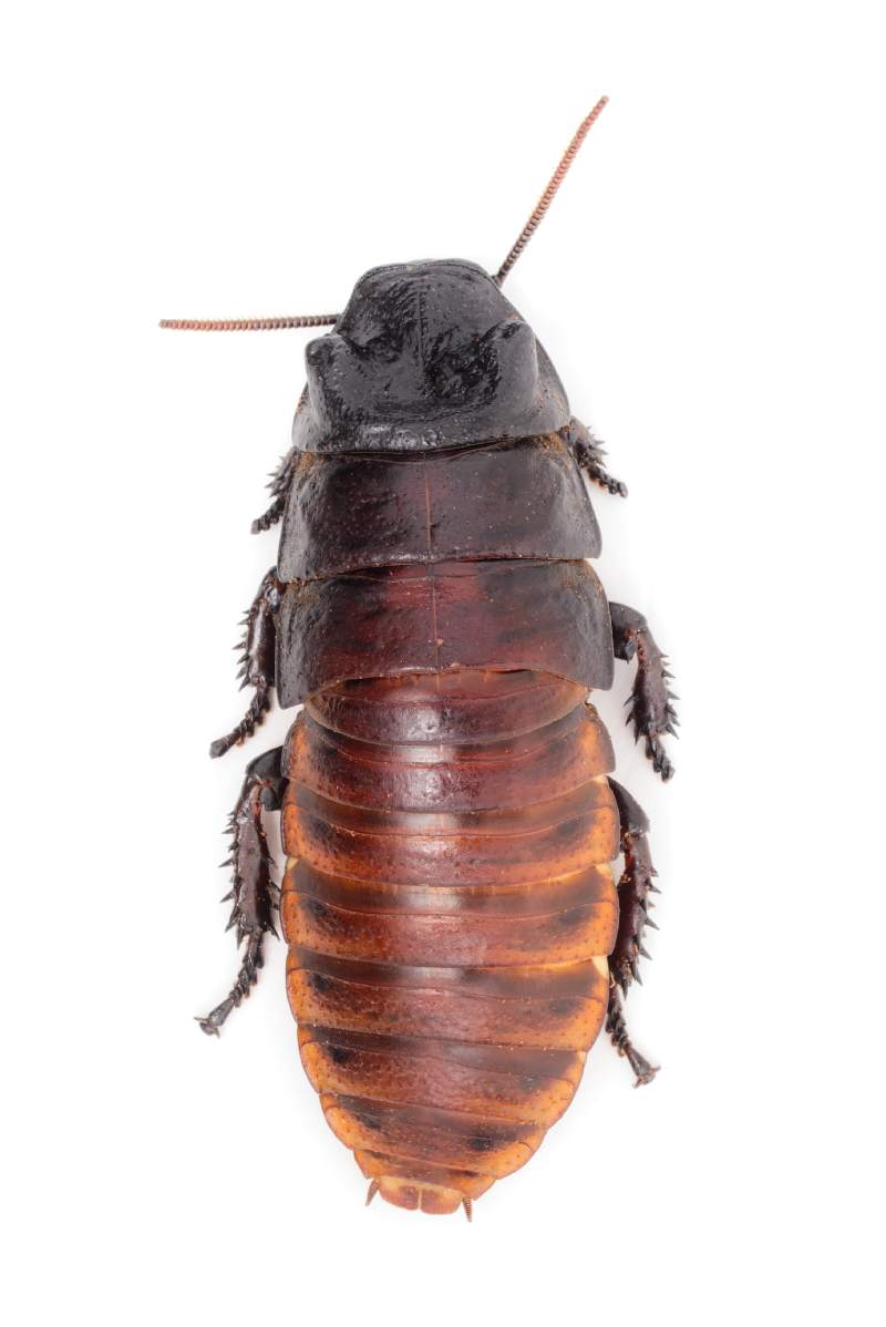 Hissing cockroach isolated in front of white background.