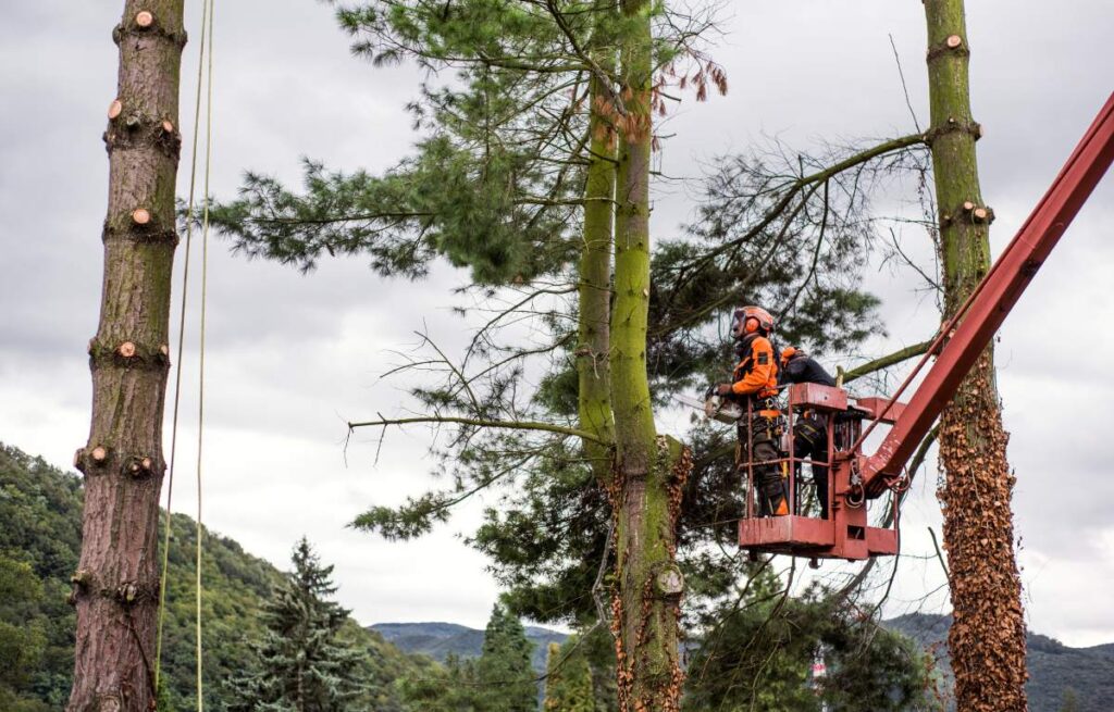 Two arborist men with chainsaw and lifting platform cutting a tree.