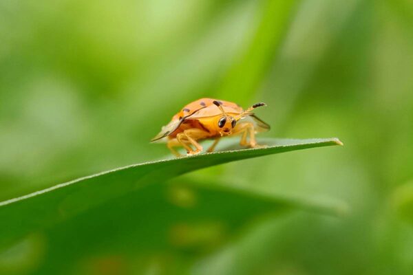 We’ll explore common turf pests, why they invade, and practical ways to keep them out—so your lawn stays green, healthy, and pest-free all year round.