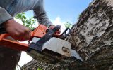 a man sawing a birch with a chainsaw
