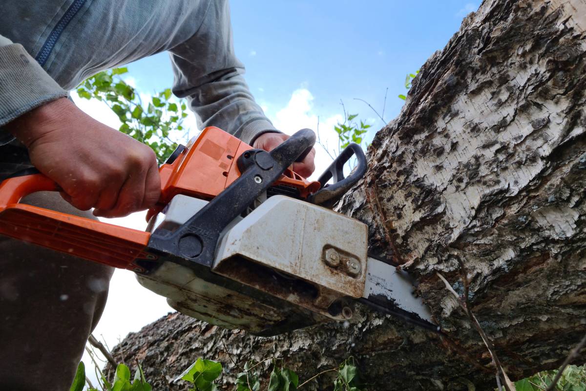 a man sawing a birch with a chainsaw